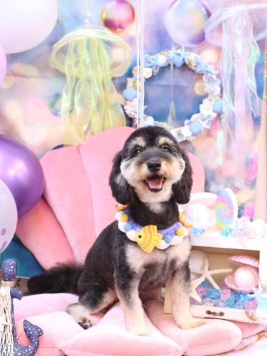 20240827シェリーちゃん